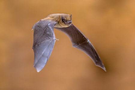 Flying pipistrelle bat (Pipistrellus pipistrellus) action shot seen from side on wooden attic of...