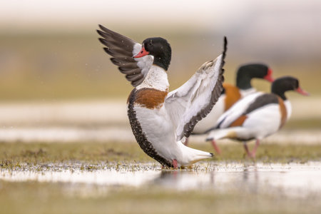 Common Shelduck (Tadorna tadorna) spreading wings to take off flying. Ducks in natural Wetland...