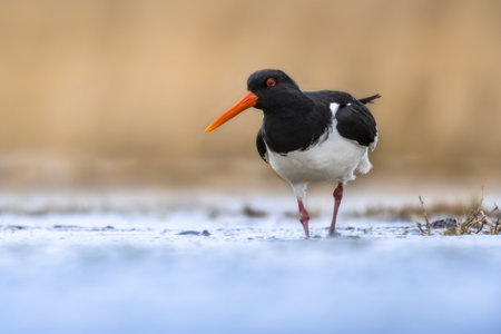 Looking Eurasian Oystercatcher (Haematopus ostralegus) also known as the Common Pied Oystercatcher, or Palaearctic Oystercatcher, Wading in shallow Water of Wetand in the Netherlands. Wildlife Scene of Nature in Europe with Bright Backgroundの写真素材