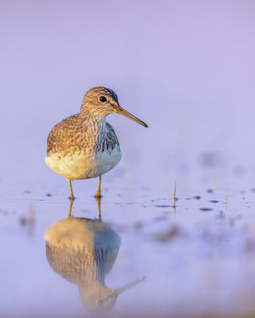 Green Sandpiper (Tringa ochropus) is a small Wader Shorebird of the Old World. Bird Wading in...