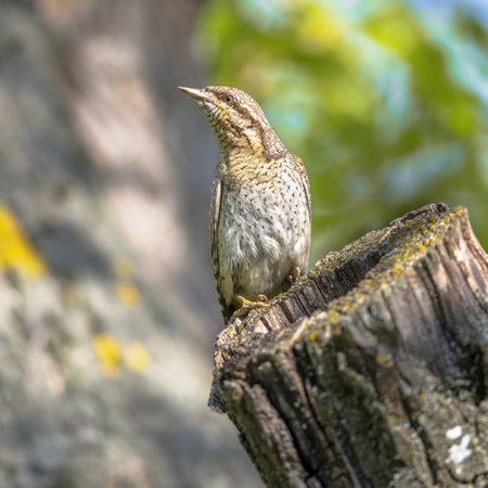 Eurasian wryneck or northern wryneck (Jynx torquilla) is a species of wryneck in the woodpecker family. Bird perched on tree trunk nesting site. Wildlife scene of nature in Europe.の写真素材