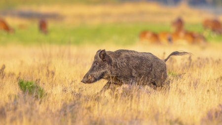 Wild boar (Sus scrofa). This animal is a suid native to much of Eurasia and North Africa, and has been introduced to the Americas and Oceania.の写真素材