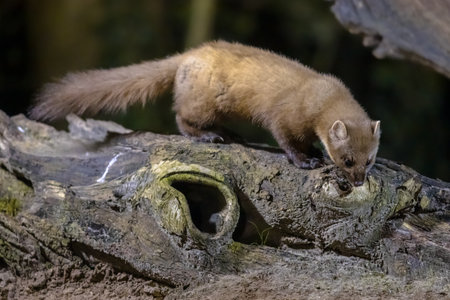 Pine marten (Martes martes) on trunk in dark circumstances in a forest at night. Wildlife scene of...