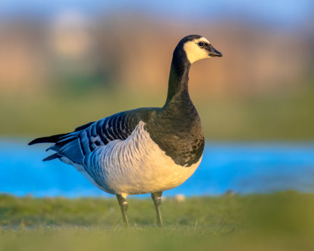 Barnacle goose (Branta leucopsis) migratory bird foraging in wetland habitat. Wildlife scene in nature. Netherlandsの写真素材