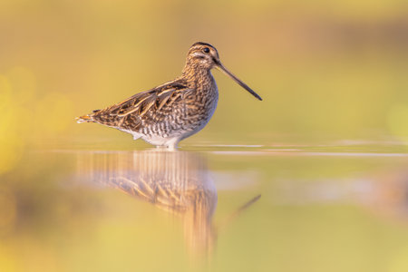 Common snipe (Gallinago gallinago) is a small, stocky wader bird native to the Old World. Breeding habitats are marshes, bogs, tundra and wet meadows throughout the Palearctic. Wildlife scene of nature in Europe.の写真素材