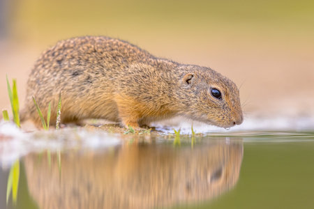 European ground squirrel (Spermophilus citellus) or European Souslik is a species in the squirrel family. Wildlife scene of nature in Europe.の写真素材