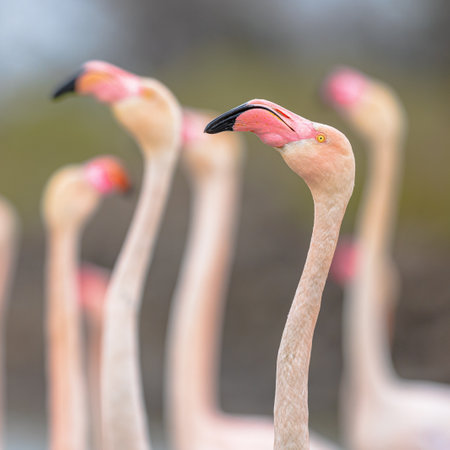 Portrait of Greater flamingo (Phoenicopterus roseus) is the most widespread and largest species of the flamingo family. Group of brids resting in water in Camague, France. Wildlife scene of nature in Europe.の写真素材