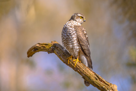 Eurasian sparrowhawk (Accipiter nisus) Bird of Prey  also known as the northern sparrowhawk or the...