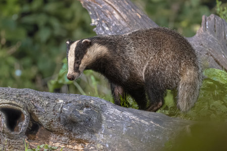 European Badger (Meles meles) walking in forest at night. Drenthe, Netherlands. Wildlife scene of nature in Europe.の写真素材