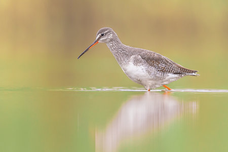 Spotted redshank (Tringa erythropus) stilt bird in winter plumage on migration to the south. Waddensea, Netherlands. Wildlife scene in nature of Europe.の写真素材