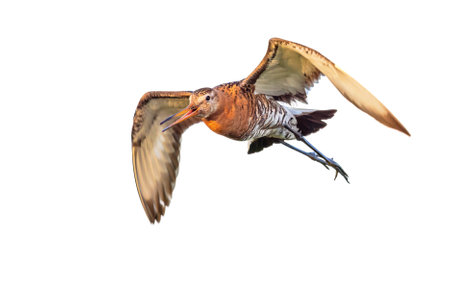 Black-tailed Godwit (Limosa limosa) wader bird flying isolated on white background. Wildlife scene of nature in Europe.の写真素材