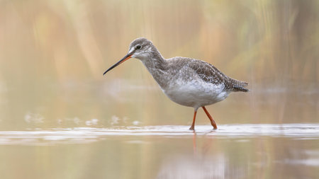 Spotted redshank (Tringa erythropus) stilt bird in winter plumage on migration to the south. Waddensea, Netherlands. Wildlife scene in nature of Europe.の写真素材