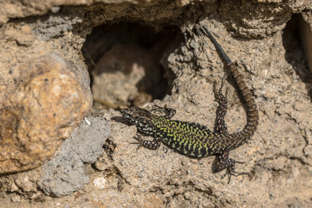 Italian common wall lizard (Podarcis muralis) dark version on a stone wall in Tuscany, Italy, April.の写真素材