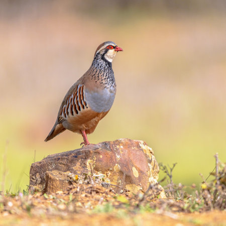 Red-Legged Partridge (Alectoris rufa) is a Gamebird in the Pheasant Family. This Bird is Bred for Shooting, and sold and eaten as game. Wildlife Scene of Nature in Europe.の写真素材