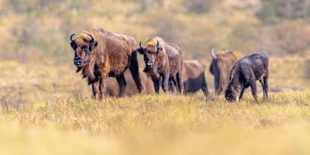 Wisent or European bison (Bison bonasus) group in National Park Zuid Kennemerland in the Netherlands. Wildlife scenen of Nature in Europe.の写真素材
