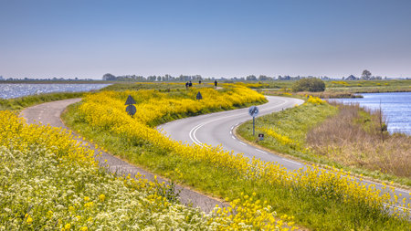 Bicycle track with cyclist on a dike with lot of yellow flowers near the village of Monnikendam in the Netherlands on a sunny dayの写真素材