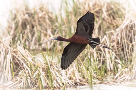 Glossy ibis (Plegadis falcinellus) flying in habitat of Ebro delta nature reserve, Catalonia, Spain.の写真素材