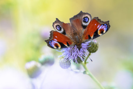 The European Peacock (Aglais io) is a colourful butterfly, found in Europe and temperate Asia as far east as Japan. Beautiful insect on Purple Thistle. Wildlife Scene of Nature in Europe.の写真素材
