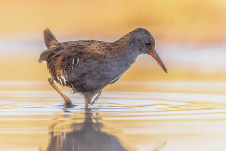 Water Rail (Rallus aquaticus) on Beautiful Background. This bird breeds in well-vegetated wetlands across Europe, Asia and North Africa. Wildlife Scene of Nature in Europe.の写真素材