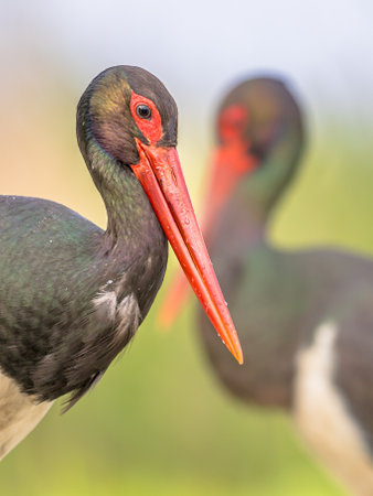 Black stork (Ciconia nigra) pair of birds in natural habitat. Hungary. Wildlife scene of nature in Europe.の写真素材