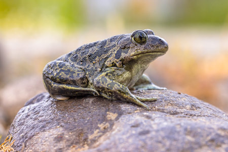 Eastern spadefoot or Syrian spadefoot (Pelobates syriacus), toad posing on stone in natural habitat....