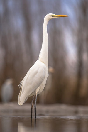 Great white Egret (Ardea alba) at Lake Csaj, Kiskunsagi National Park, Pusztaszer, Hungary. February. It is a large, widely distributed egret, with four subspecies found in Asia, Africa, the Americas, and southern Europe.の写真素材