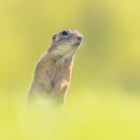 European Ground Squirrel (Spermophilus citellus) or Souslik. Rodent looking at camera in upright...
