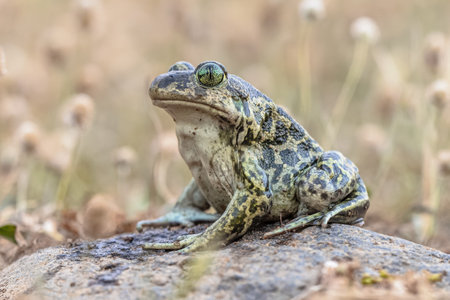 Eastern spadefoot or Syrian spadefoot (Pelobates syriacus), toad posing on stone in natural habitat. This amphibian occurs on the island of Lesbos, Greece. Wildlife scene of nature in Europe.の写真素材