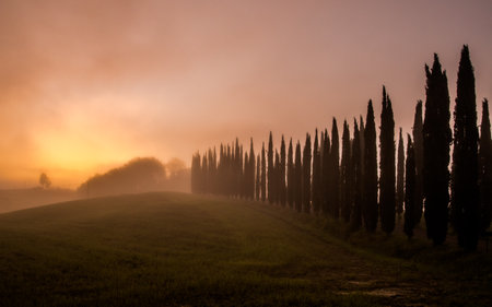 Foggy hilly Landscape with cypress in line in Tuscany, Italy, April.の写真素材