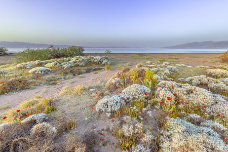 Shrub vegetation at Alykes wetlands sheepfields birding site on Lesbos island, Greeceの写真素材