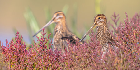 Common snipe (Gallinago gallinago) is a small, stocky wader bird native to the Old World. Breeding habitats are marshes, bogs, tundra and wet meadows throughout the Palearctic. Wildlife scene of nature in Europe.の写真素材