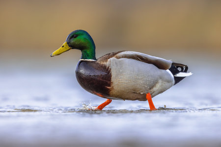 Male Mallard (Anas platyrhynchos) walking in shallow water of wetland in the Netherlands. This dabbling duck is a stationary species in much of Europe. Wildlife scene of European nature.の写真素材