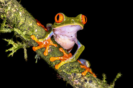 Red eyed leaf Frog (Agalychnis callidryas) climbing on brach of tree in tropical rainforest setting...