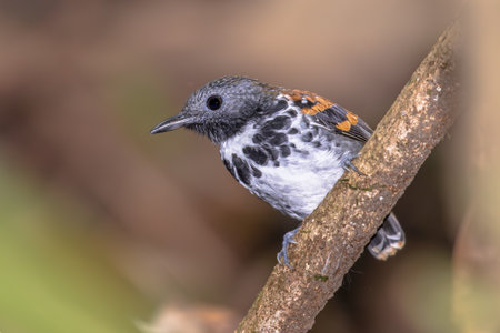 Spotted antbird (Hylophylax naevioides) is a species of bird in the family Thamnophilidae. In southern Central America, it is found in Honduras, Nicaragua, Costa Rica and Panamaの写真素材
