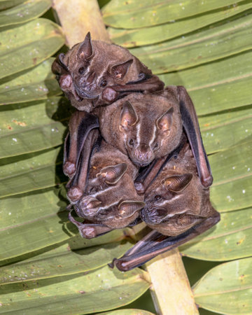 Tent-making bat (Uroderma bilobatum) is an American leaf-nosed bat (Phyllostomidae) found in lowland forests of Central and South America.の写真素材