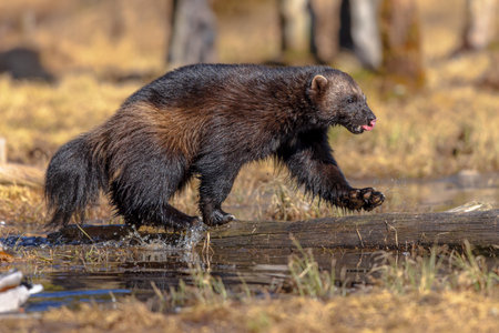 Wolverine (Gulo gulo) also referred to as the glutton, carcajou, or quickhatch, is the largest land-dwelling species of the family Mustelidae. It is a muscular carnivore and a solitary animal. Wildlife scene of nature in Europe.の写真素材