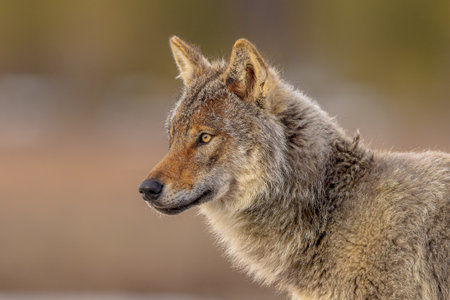 Eurasian wolf (Canis lupus lupus), also known as the common wolf, is a subspecies of grey wolf...