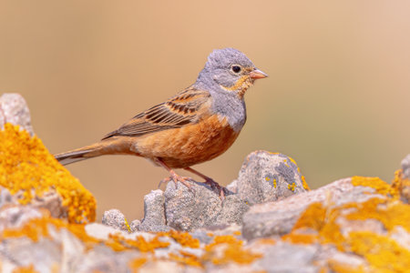 Cretzschmar's bunting (Emberiza caesia) singing from a perch on rock on Lesbos island, Greece. Wildlife scene of nature in Europe.の写真素材