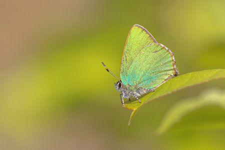 Green hairstreak (Callophrys rubi) butterfly resting on green leaf with green background. Wildlife scene of nature in Europe.の写真素材