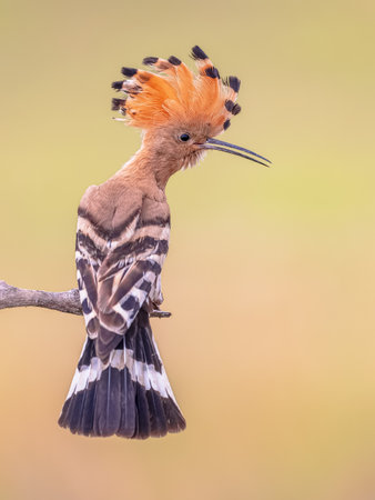 Eurasian hoopoe (Upupa epops) bird on branch seen from the side ith raised crest. One of the most beautiful birds of Europe. Wildlife scene of nature in Europe.の写真素材