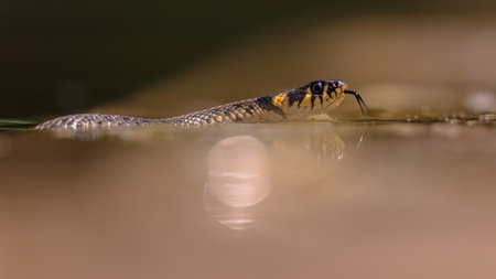 Grass Snake (Natrix natrix), sometimes called the ringed snake or water snake, is a Eurasian...