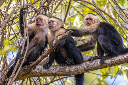 Capuchin monkey (Cebus imitator) is a New World monkeys of the subfamily Cebinae. Wildlife scene of nature in Central Americaの写真素材