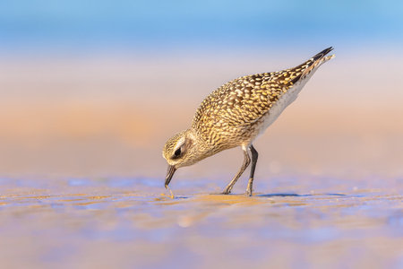 Grey plover or black-bellied plover (Pluvialis squatarola) is a lwader bird breeding in Arctic regions. It is a long-distance migrant, with a nearly worldwide coastal distribution when not breeding. Wildliefe scene of nature.の写真素材