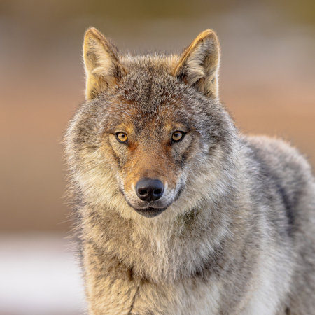 Eurasian wolf (Canis lupus lupus), also known as the common wolf, is a subspecies of grey wolf...