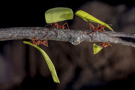 Atta sexdens is a species of leafcutter ant belonging to the tribe Attini, native to America, from the southern United States (Texas) to northern Argentina. Wildlife scene of nature in Central Americaの写真素材