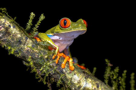 Red eyed leaf Frog (Agalychnis callidryas) climbing on brach of tree in tropical rainforest setting . Wildlife scene of nature in Central America.の写真素材