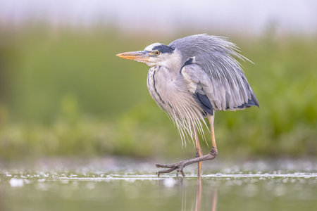 Grey heron (Ardea cinerea) hunting at Lake Csaj, Kiskunsagi National Park, Pusztaszer, Hungary. February. It feeds mostly on aquatic creatures.の写真素材