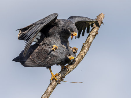 Pair of Common Black Hawk mating (Buteogallus anthracinus) is a bird of prey in the family Accipitridae, which also includes the eagles, hawks, and vultures. It feeds mainly on crabs (especially land crabs) and crayfish, but will also take small vertebrates. Wildlife scene of nature in Central America.の写真素材