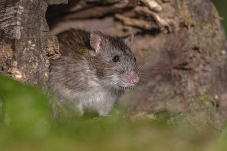 Brown rat (Rattus norvegicus) walking in grass on bank at night. Netherlands. Wildlife in nature of Europe.の写真素材