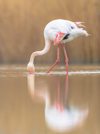 Greater flamingo (Phoenicopterus roseus) is the most widespread and largest species of the flamingo family. Group of birds resting in water in Camargue, France. Wildlife scene of nature in Europe.の写真素材